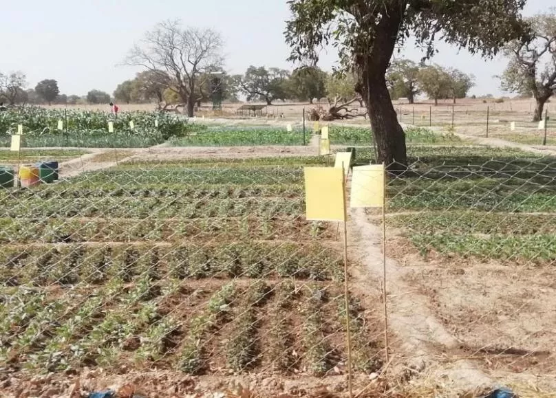 糧食產(chǎn)量高，生活有余裕&mdash;&mdash;中國專家在布開展水稻高產(chǎn)競賽和蔬菜種植培訓