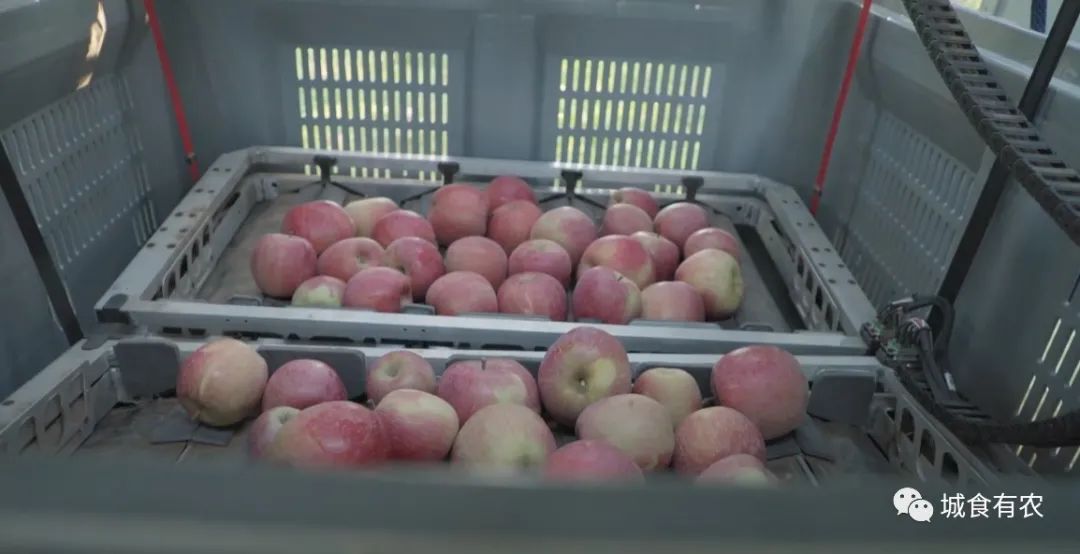 會摘蘋果的飛行機(jī)器人，從概念圖到商業(yè)化Tevel只用了4年