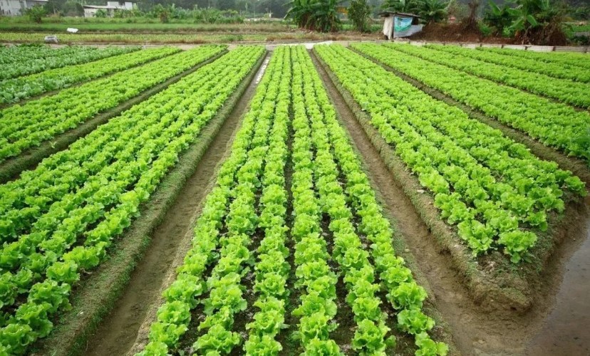 2022耕地地力保護(hù)補(bǔ)貼各地新標(biāo)準(zhǔn)，一畝補(bǔ)多少錢(qián)？速看