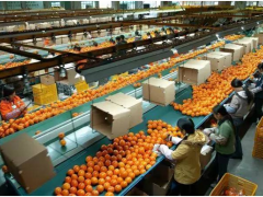 標(biāo)準(zhǔn)化，農(nóng)業(yè)品牌化的致勝之路