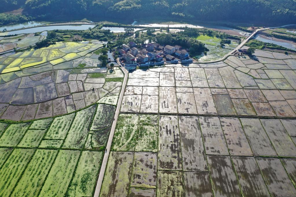 高標準農(nóng)田備春耕一線觀察：藏糧于地“高標準” 提擋升級“解愁盼”