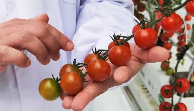 京津冀最大單體智能溫室亮相！“番茄森林”首批產(chǎn)量將達(dá)700噸！