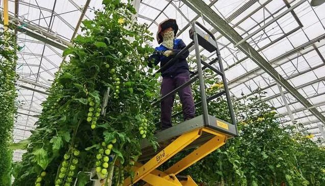 京津冀最大單體智能溫室亮相！“番茄森林”首批產(chǎn)量將達(dá)700噸！