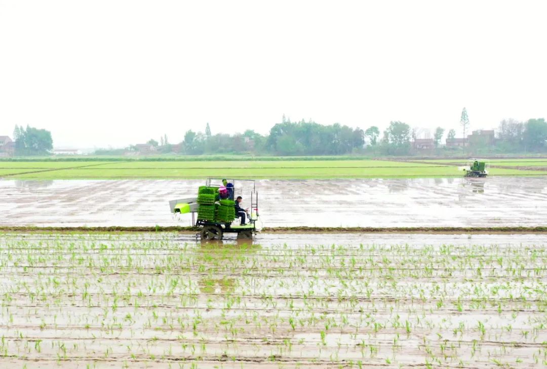 新技術(shù)賦能春播：中聯(lián)農(nóng)機一次性交付余江80臺拋秧機