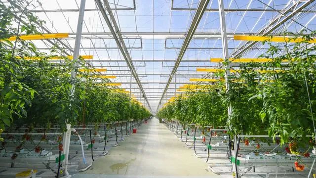 好！北京：設(shè)施農(nóng)業(yè)機械化率今年將達(dá)到43.5%！