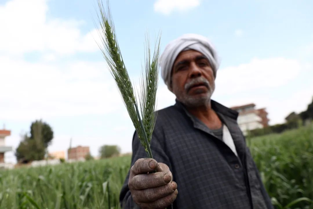俄烏局勢對(duì)主要農(nóng)產(chǎn)品國際市場與貿(mào)易的影響有哪些？