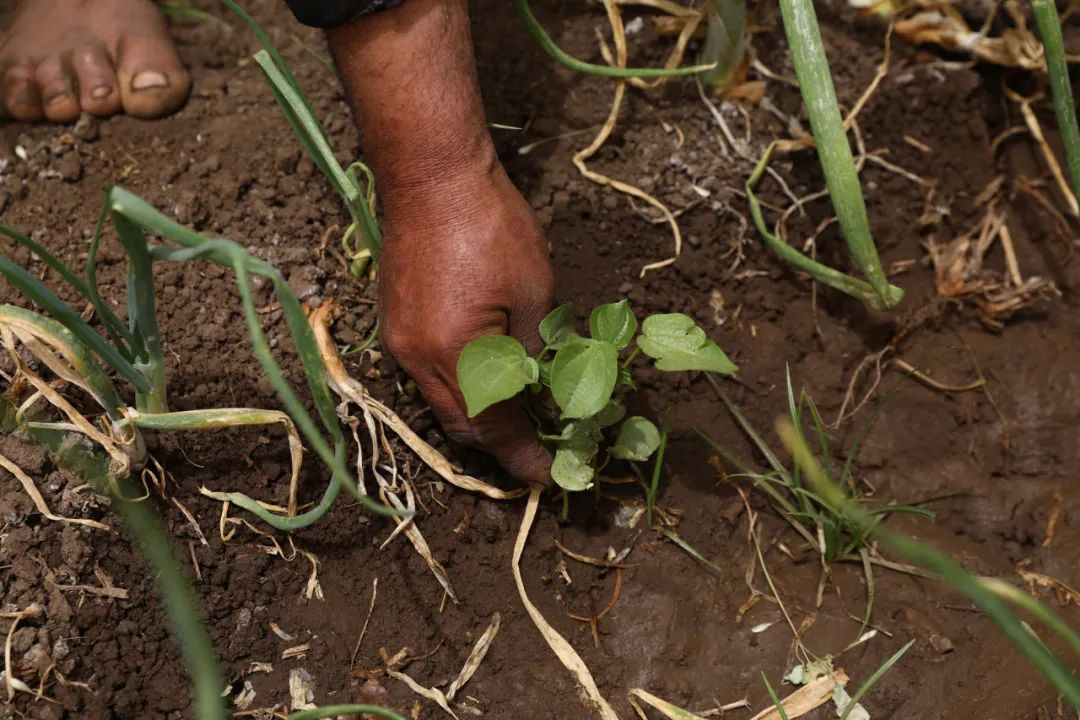 俄烏局勢對(duì)主要農(nóng)產(chǎn)品國際市場與貿(mào)易的影響有哪些？