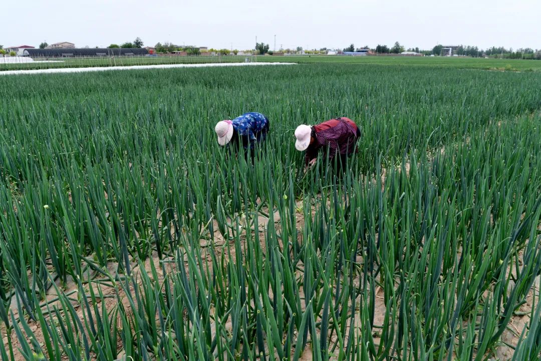 國務(wù)院：打通物流微循環(huán)，保障農(nóng)資農(nóng)產(chǎn)品運輸