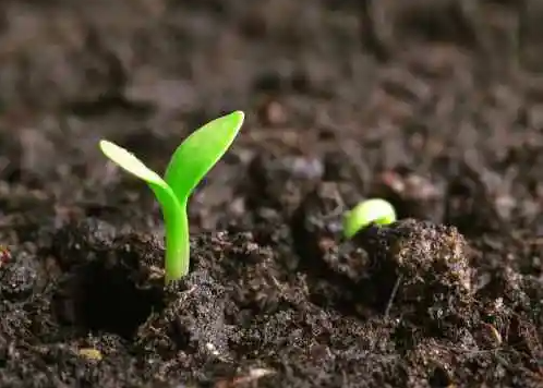 全球種子戰(zhàn)爭(zhēng)已經(jīng)開啟，未來(lái)競(jìng)爭(zhēng)到底靠什么