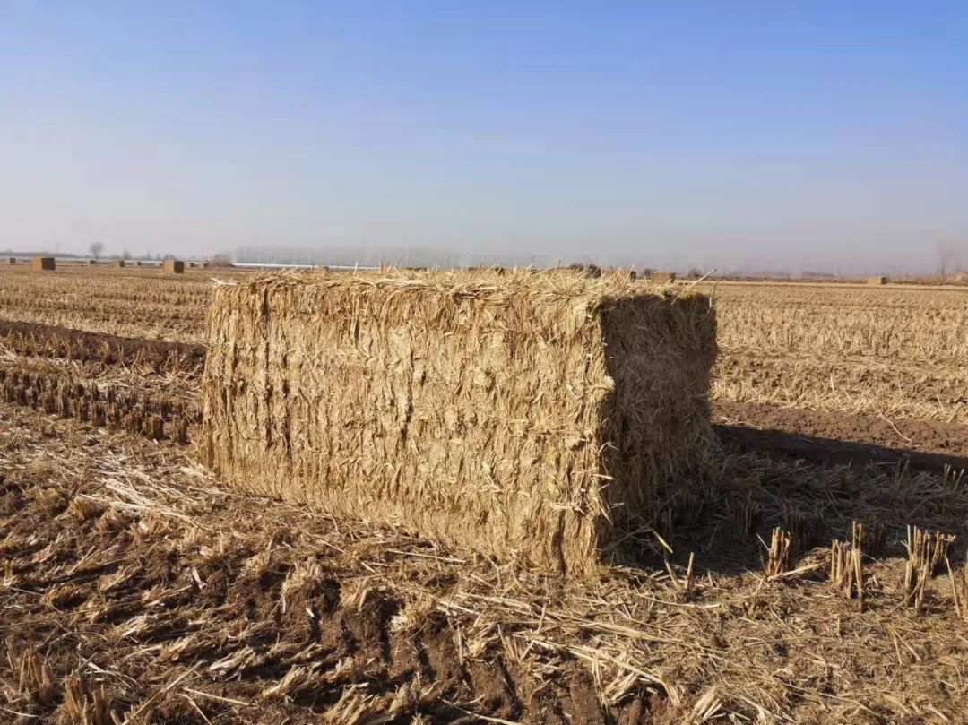 填補(bǔ)我國(guó)高端打捆機(jī)領(lǐng)域空白！大型高密度打捆機(jī)研制成功！