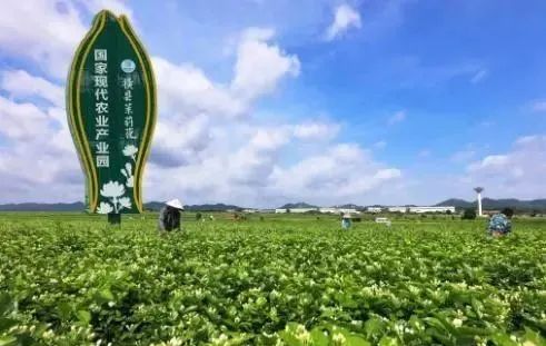 【縣域農(nóng)業(yè)】縣域是未來農(nóng)業(yè)品牌建設的主戰(zhàn)場！