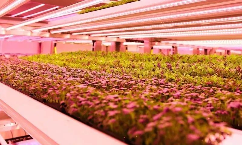 垂直農(nóng)業(yè)如何抓住機(jī)會