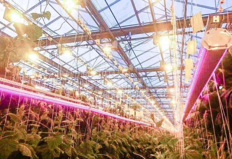 垂直農(nóng)業(yè)如何抓住機(jī)會