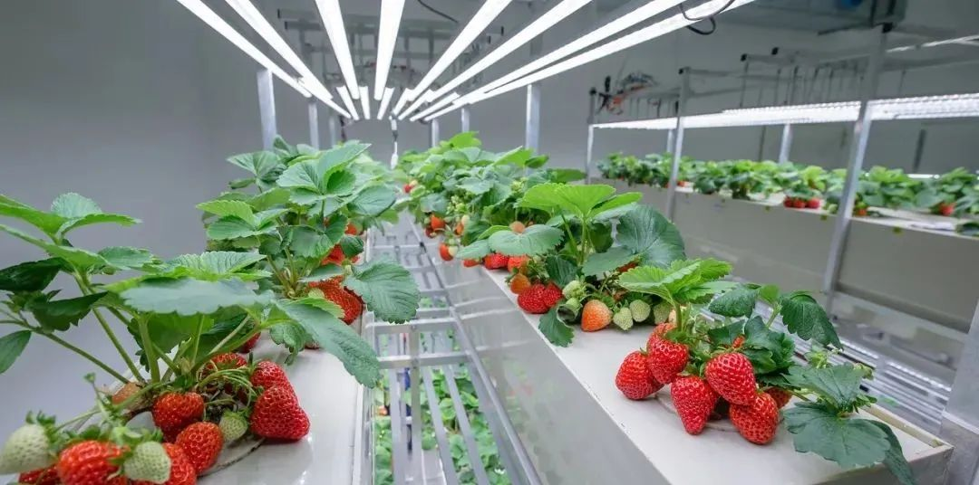 垂直農(nóng)業(yè)如何抓住機(jī)會