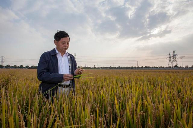讓中國的水養(yǎng)得起中國的稻 世界首創(chuàng)的上海稻種可減排90%，掀起水稻“藍(lán)色革命”