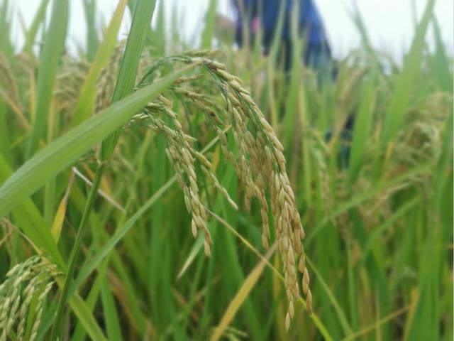 讓中國的水養(yǎng)得起中國的稻 世界首創(chuàng)的上海稻種可減排90%，掀起水稻“藍(lán)色革命”