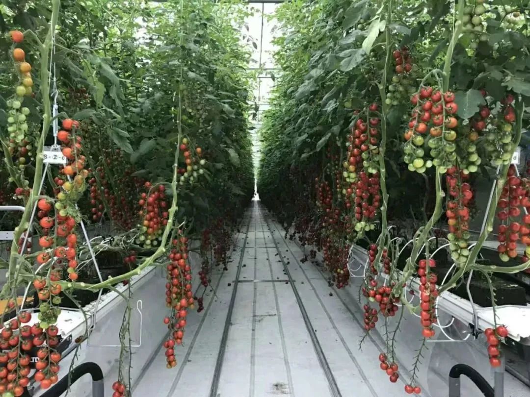 垂直農(nóng)業(yè)：鏈接城市和農(nóng)業(yè)的新模式