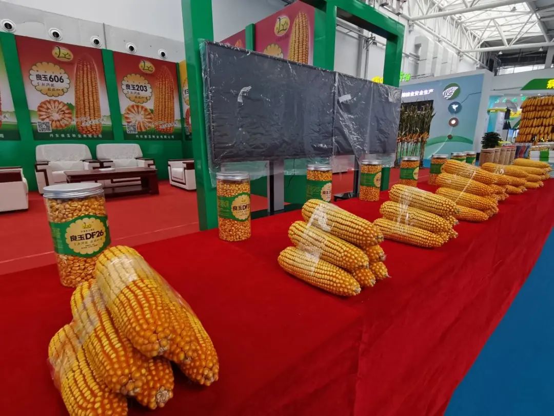 聚焦農(nóng)高會 | 如何攥牢種業(yè)“芯片” 本屆論壇有看頭