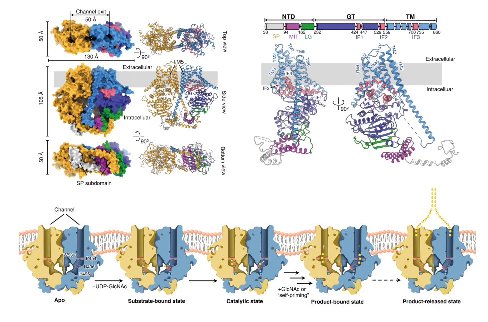 我科學(xué)家破譯幾丁質(zhì)生物合成機(jī)制 為綠色農(nóng)藥原始創(chuàng)新提速
