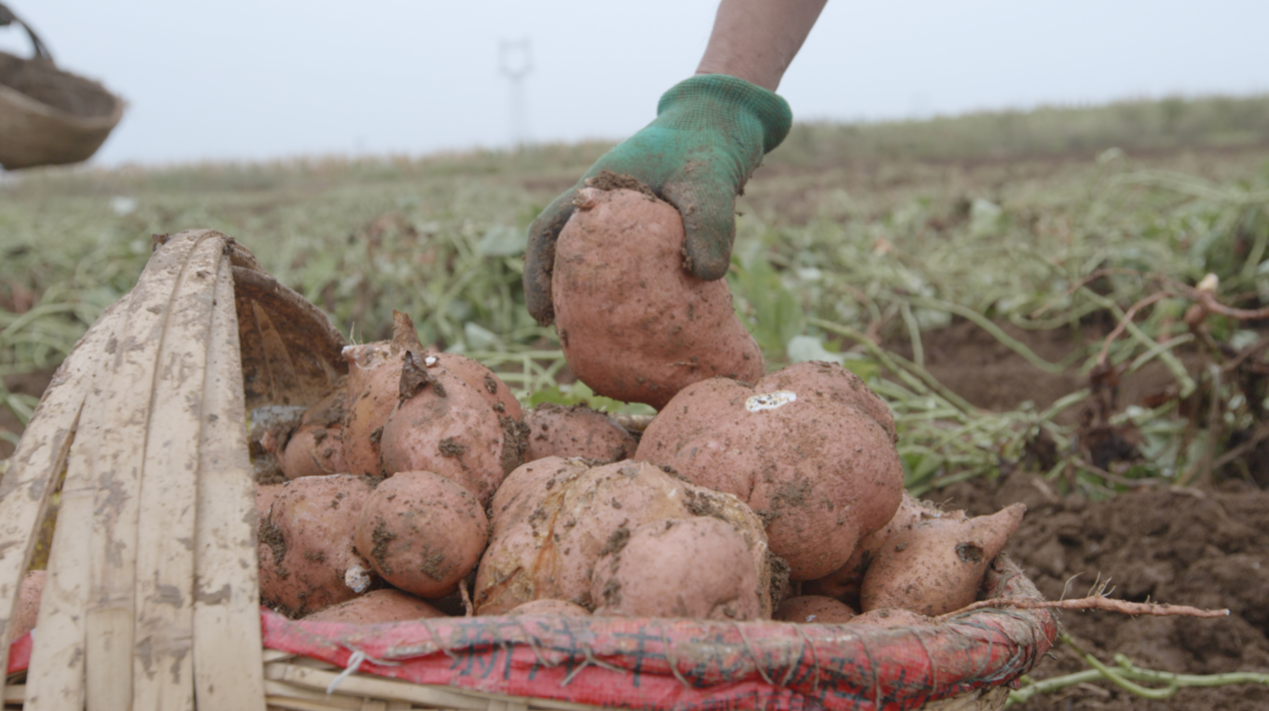 宜城紅薯：新電商怎么“生生造出”一個(gè)新產(chǎn)業(yè)？