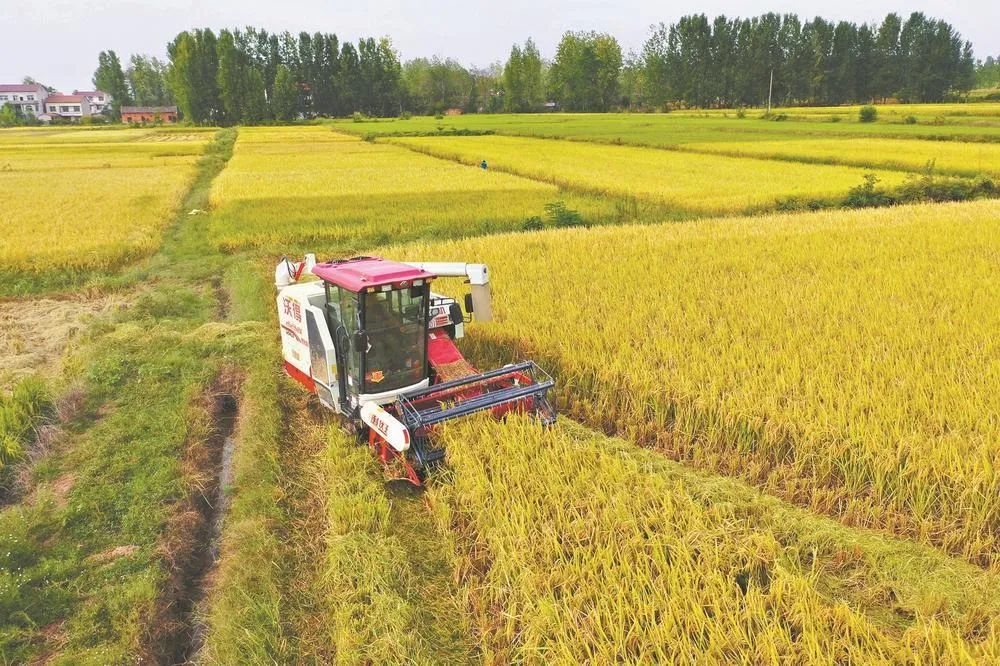 農(nóng)業(yè)農(nóng)村部：今年實現(xiàn)1.3萬億斤以上糧食產(chǎn)量目標有把握