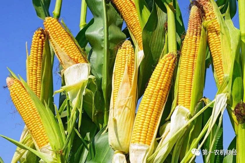 玉米淀粉限制出口了，玉米將繼續(xù)值錢