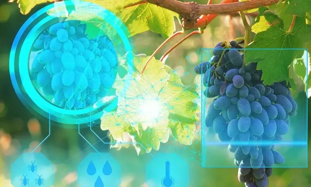 【農業(yè)科技】培育壯大數字農業(yè)