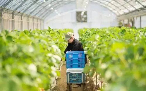 【農業(yè)科技】培育壯大數字農業(yè)