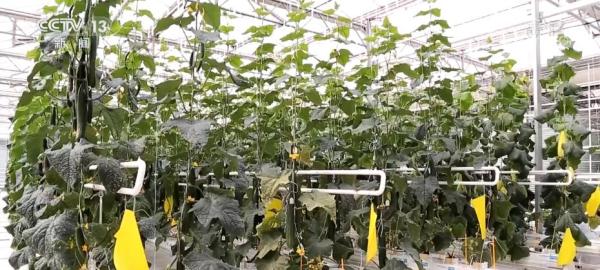 山東即墨 | 農(nóng)業(yè)“芯片”插上“數(shù)字化”翅膀