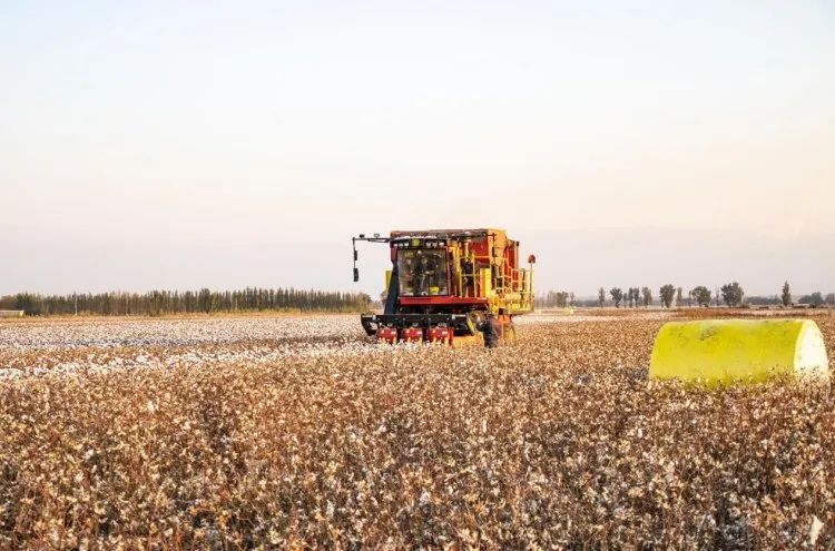 進(jìn)口采棉機曾受國外斷供，國產(chǎn)化替代讓中國棉農(nóng)挺起脊梁