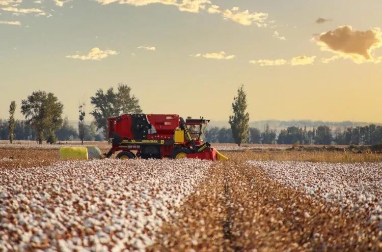 進(jìn)口采棉機曾受國外斷供，國產(chǎn)化替代讓中國棉農(nóng)挺起脊梁