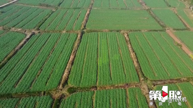 到2025年重慶油菜生產(chǎn)機(jī)械化率將超過55%