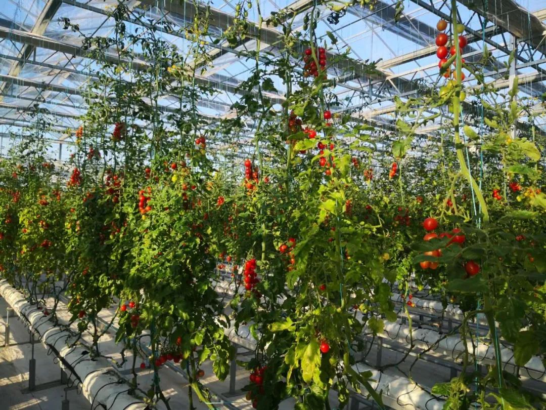 【商業(yè)案例】山東首家“數(shù)字農(nóng)場(chǎng)”成鄉(xiāng)村振興“新樣板”