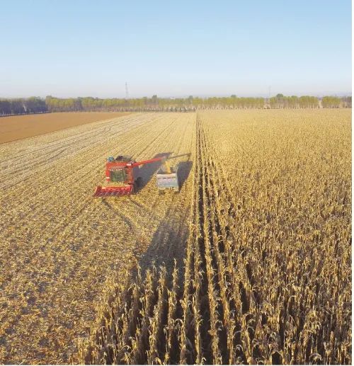 用更少水 打更多糧！節(jié)水增糧技術助力秋糧豐收