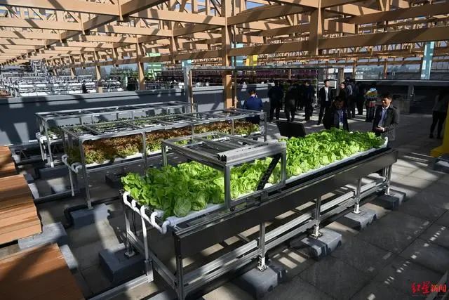 3.36億畝近8億噸！《2023年中國蔬菜產(chǎn)業(yè)發(fā)展報告》發(fā)布