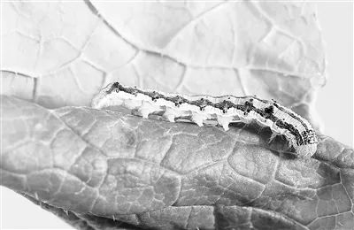 重大農(nóng)業(yè)害蟲(chóng)棉鈴蟲(chóng)綠色防治有了新思路