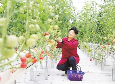 推動數(shù)據(jù)要素成為現(xiàn)代農(nóng)業(yè)發(fā)展的新引擎