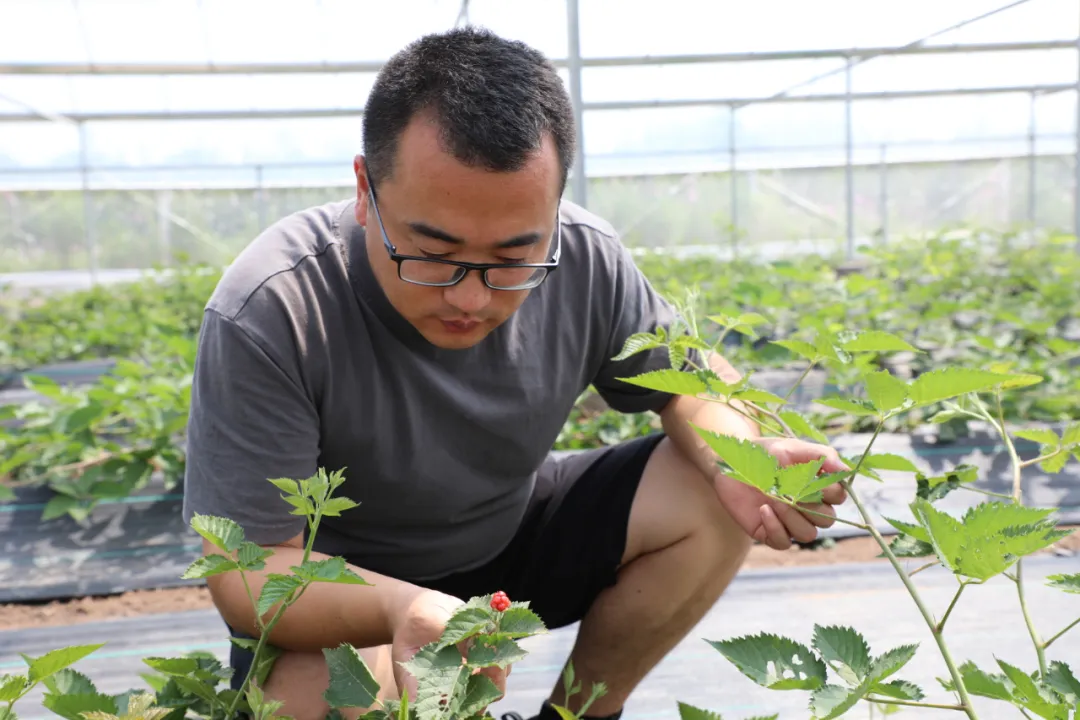 鄉(xiāng)村行·看振興 | 掛職博士實干謀振興