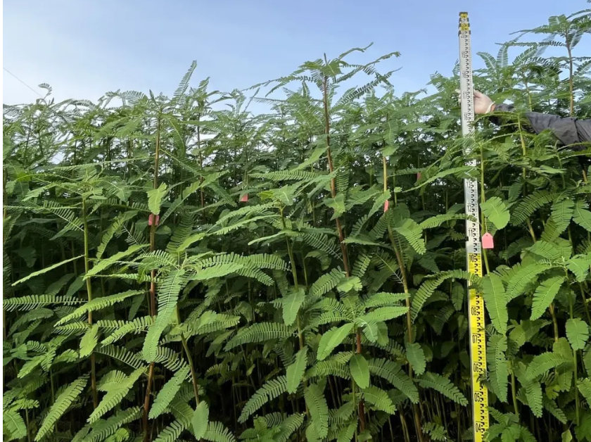 畝產(chǎn)飼草超2噸！我國(guó)生物改良鹽堿地技術(shù)新進(jìn)展