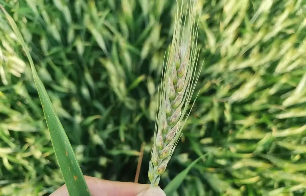 2025年全國農(nóng)作物重大病蟲害發(fā)生形勢嚴(yán)峻